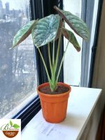 Alocasia Cuprea ‘Red Secret’