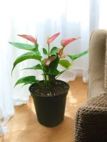 Anthurium Livium