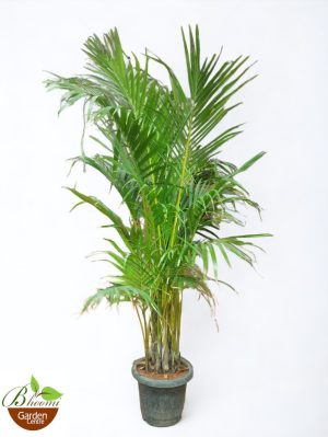 Areca palm - 5 ft