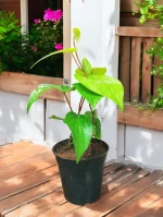 Betel Leaf, Paan Leaf Plant