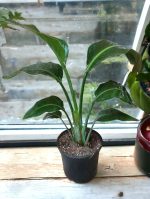 Bird of Paradise White Plant | Crane Flower | Strelitzia Nicolai