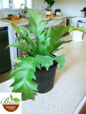Birds Nest Fern Mini