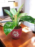 Birkin plant in Red terracotta pot