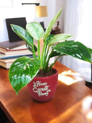 Birkin plant in Red terracotta pot
