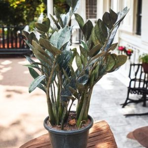 Zamia Black Raven Plant (Black ZZ) - 3ft