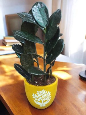 Black ZZ in printed yellow terracotta pot