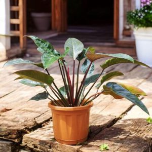 Blushing Philodendron, Philodendron erubescens, Big