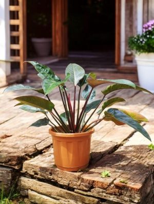 Blushing Philodendron, Philodendron erubescens, Big
