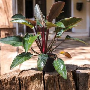 Red-leaf Philodendron Blushing Philodendron, Philodendron erubescens, Medium