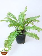 Boston Fern Yellow, Nephrolepis exaltata bosteniensis Plant