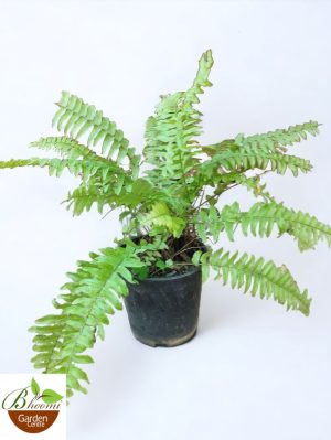 Boston Fern Yellow, Nephrolepis exaltata bosteniensis Plant