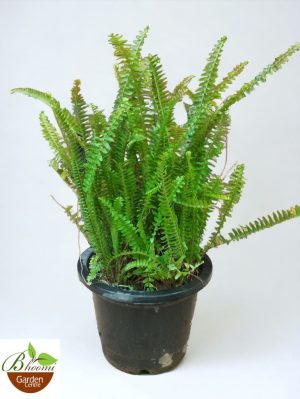 Boston Fern Green , Nephrolepis Exaltata Bosteniensis