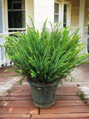 Boston Fern Green , Nephrolepis Exaltata Bosteniensis - Super Big