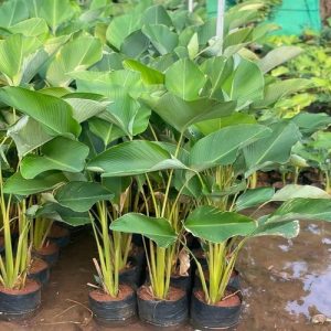 Calathea Lutea (Cuban Cigar)