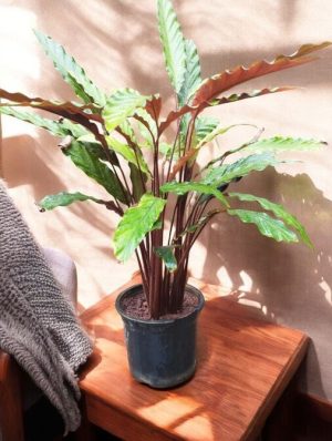 Calathea Rufibarba Fenzl (Velvet Calathea)