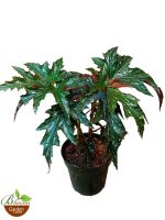Cane Begonia Lady Vanderwilt