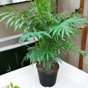 Chamaedorea Elegans Mini