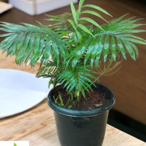 Chamaedorea Elegans