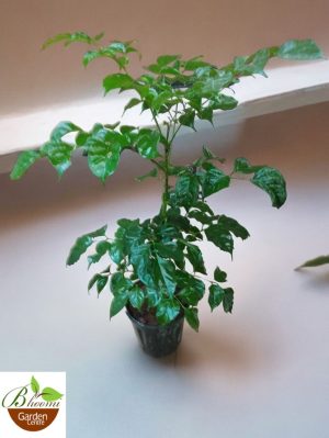 China Doll (Radermachera Sinica)