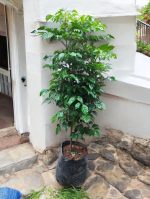 China Doll (Radermachera Sinica) - 4 ft