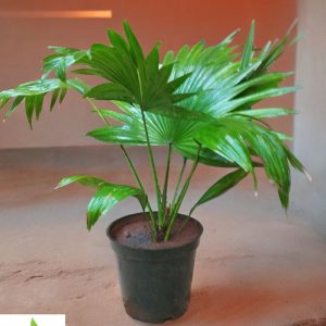 Chinese Fan Palm (Fountain Palm)