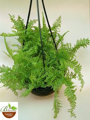 Cotton Candy Fern (Nephrolepis Exaltata 'Suzi Wong')