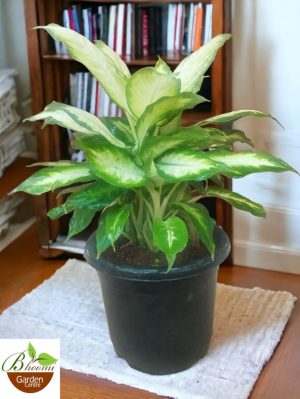 Diffenbachia Kamilla