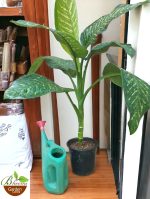 Diffenbachia Seguine