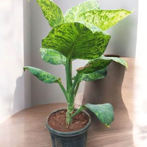 Dieffenbachia Sparkle