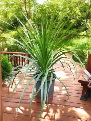 Dracaena Madagascar Dragon Tree