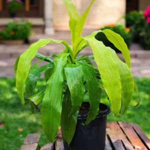 Dracaena Fragrans Limelight