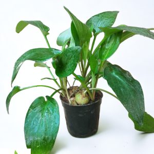 Drimiopsis Maculata