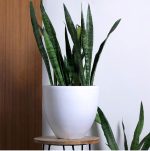Large Ceramic Plant Pots Echoing Eternity - Slim