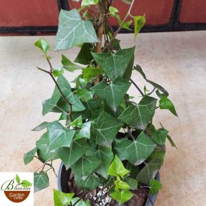 English Ivy (Hedera helix)