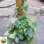 English Ivy with Moss Stick (Hedera helix)