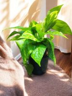 Money Plant Gold, Epipremnum Aureum Golden, Golden Pothos