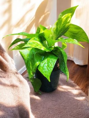 Money Plant Gold, Epipremnum Aureum Golden, Golden Pothos