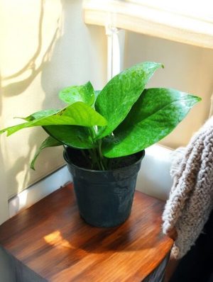 Epipremnum Aureum Green, Money Plant Green, Pothos Green
