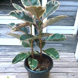 Ficus Elastica Ruby (Rubber Variegated)