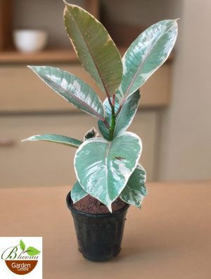 Ficus Elastica Ruby (Rubber Variegated) (Small)