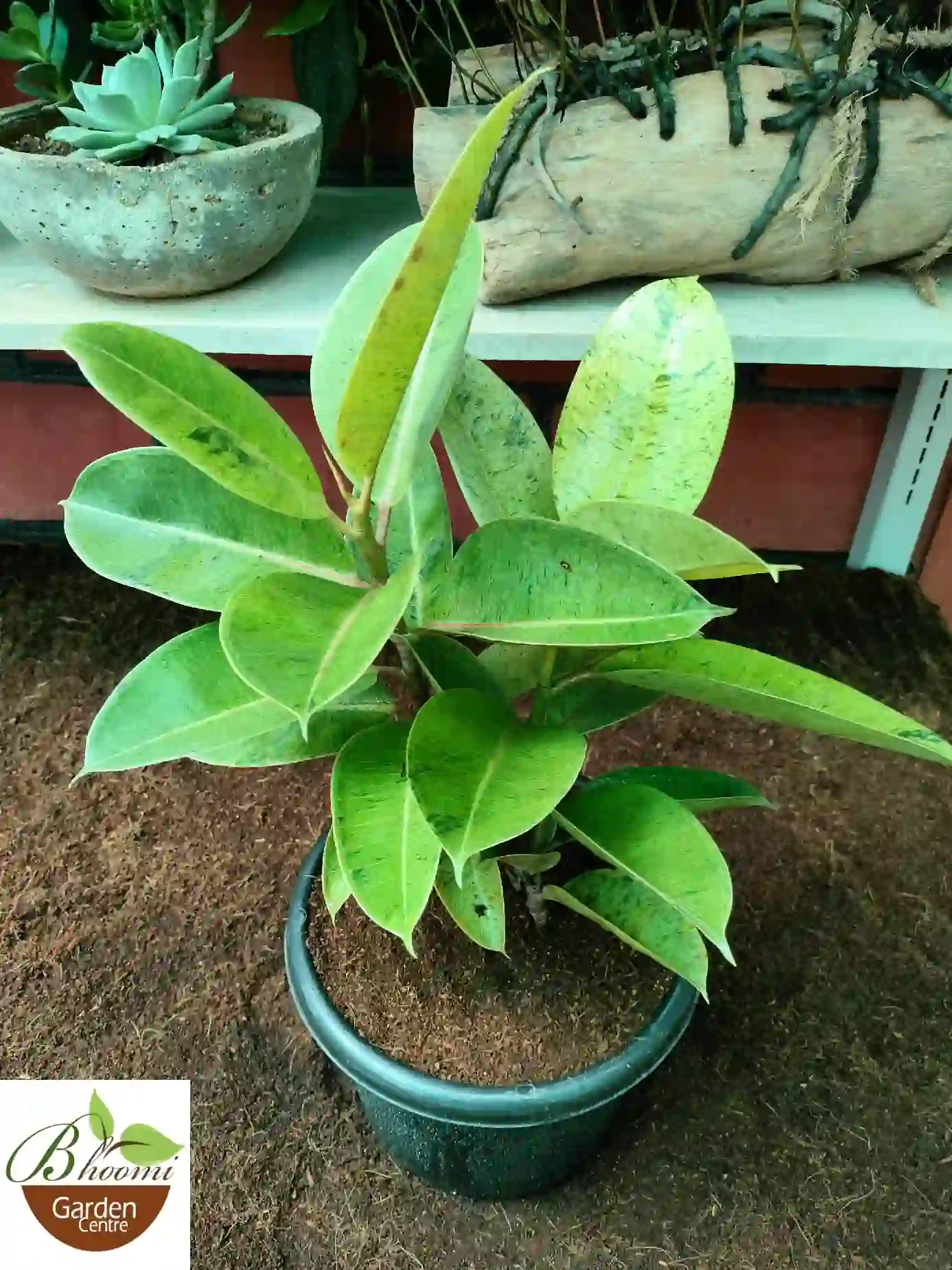 Ficus Elastica Shivereana - Image 3