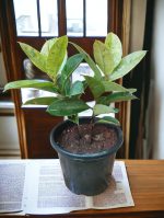 Ficus Elastica Shivereana
