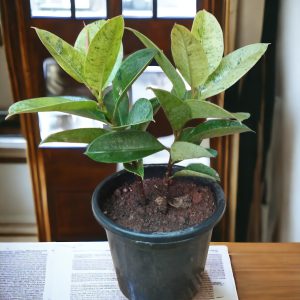 Ficus Elastica Shivereana