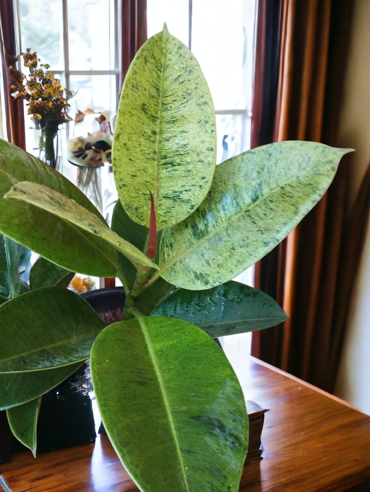 Ficus Elastica Shivereana - Image 2