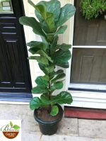 Fiddle Leaf Fig (Ficus Lyrata) Big - Single Stem 6 Ft
