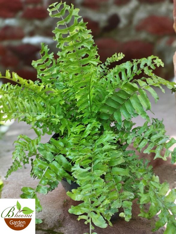 Fish Tail Fern (Microsorum punctatum) - Image 2
