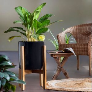 Gleaming Stars with Wooden Stand