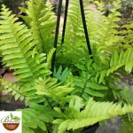 Golden Boston Fern (Nephrolepis Exaltata Aurea)