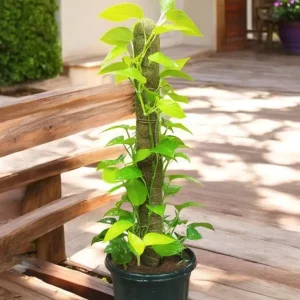 Golden Money plant With Moss Stick