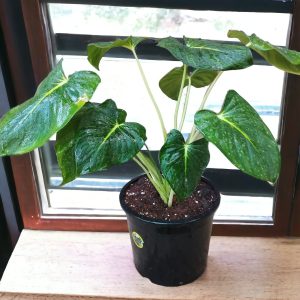Homalomena Lindenii